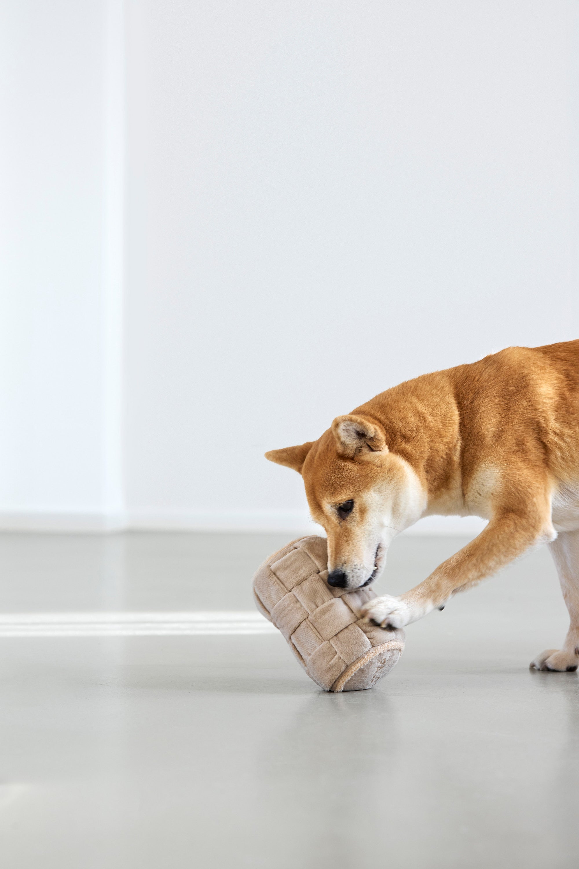 Palopa - Sniffing Roll Kalpi